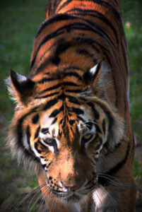 Tigre