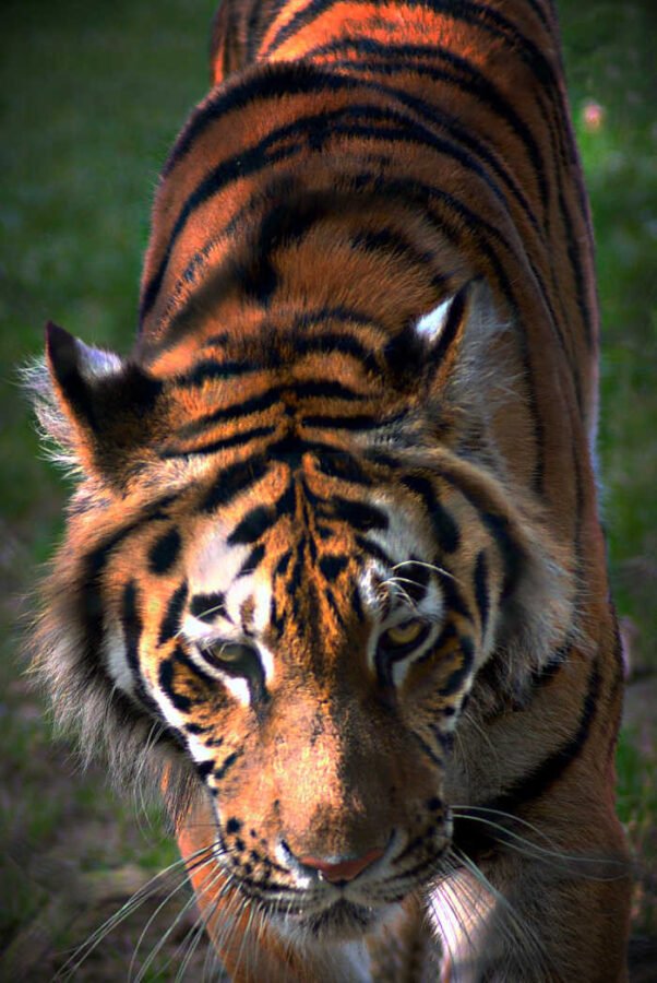 Tigre