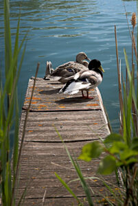 Couple de palmipèdes sur un ponton