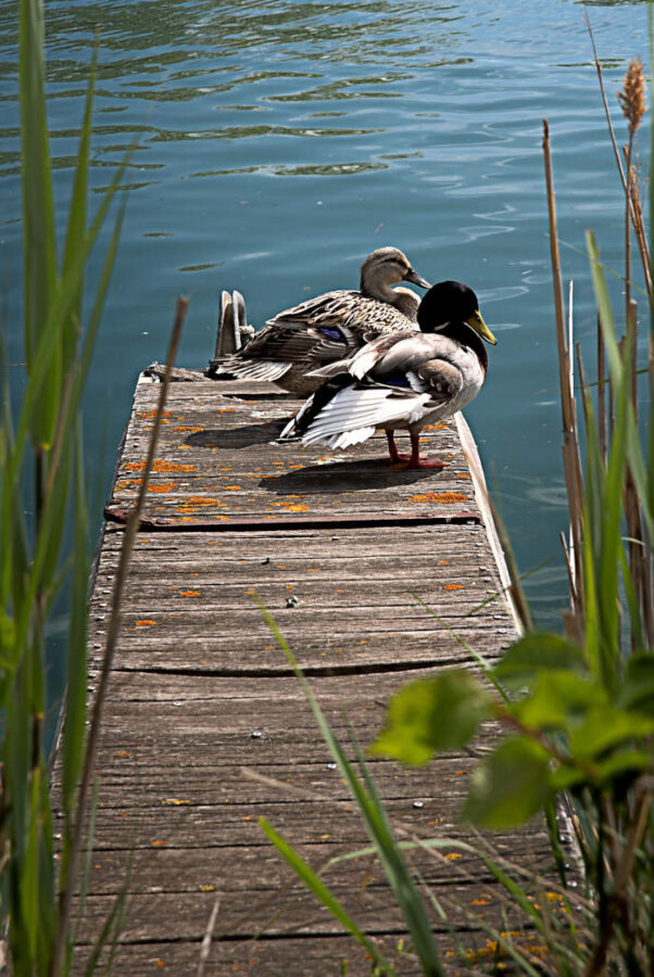 Couple de palmipèdes sur un ponton