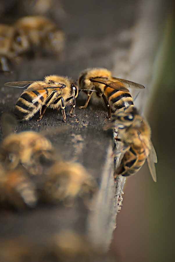Abeilles au bord d'une ruche