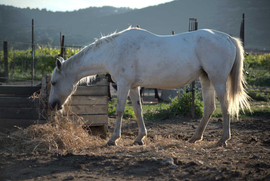 Cheval camarguais devant sa mangeoire