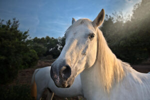 Tête de cheval de camargue