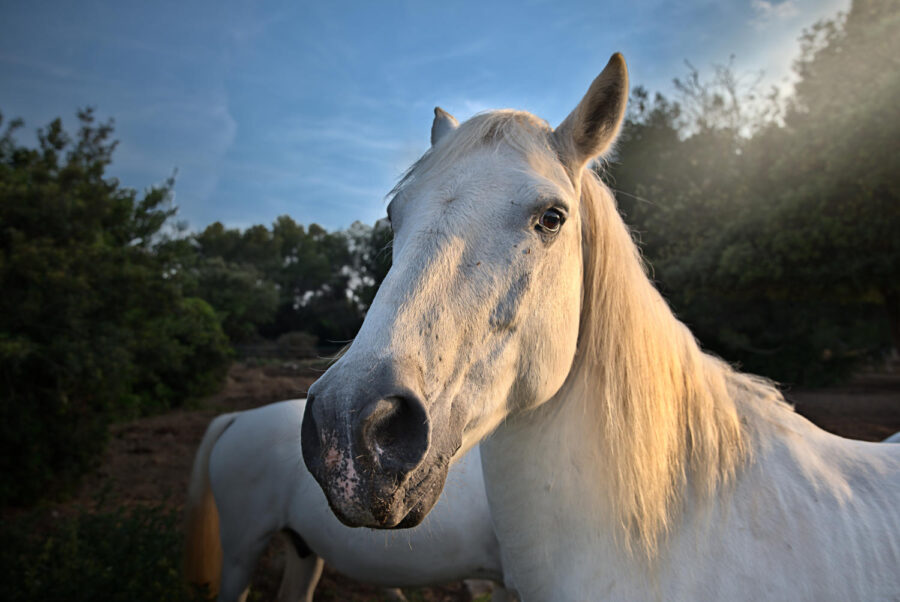 Tête de cheval de camargue 