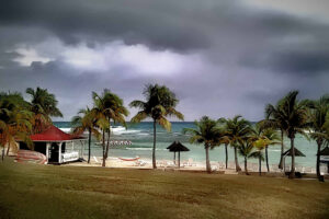 Palmiers sur une plage de la Guadeloupe avant l'arrivée d'une tempête tropicale
