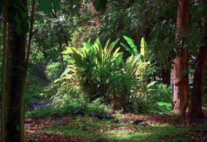 Arbrisseau dans une forêt de la Guadeloupe