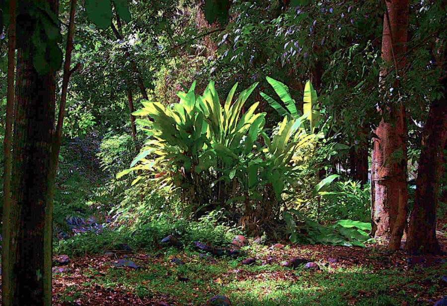 Arbrisseau dans une forêt de la Guadeloupe