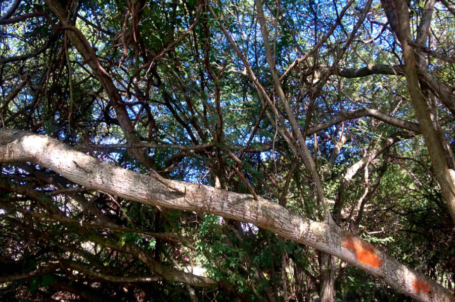 Arbre de la Guadeloupe marqué à la peinture orange pour sa toxicité