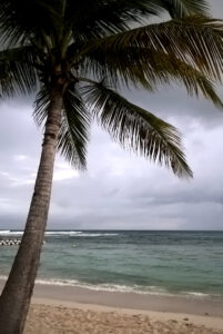Un palmier aux abords d'une plage en Gaudeloupe