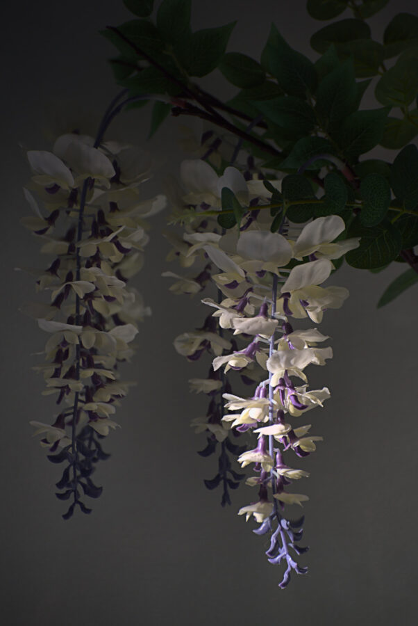 Glycine sous un rayon de soleil